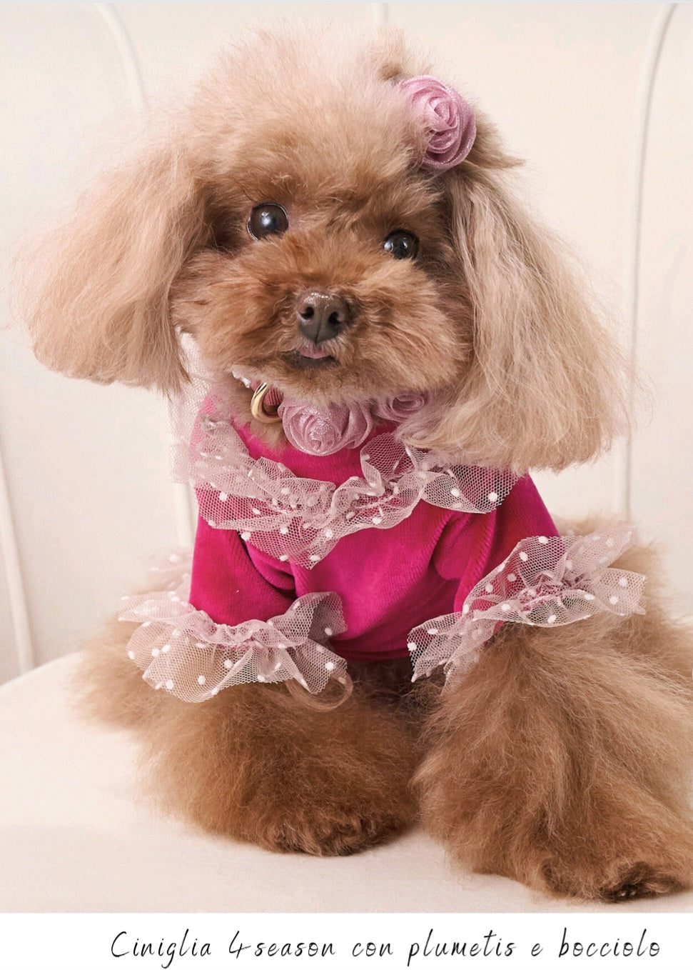 Dreamy Rose pull Teo I'm Cool