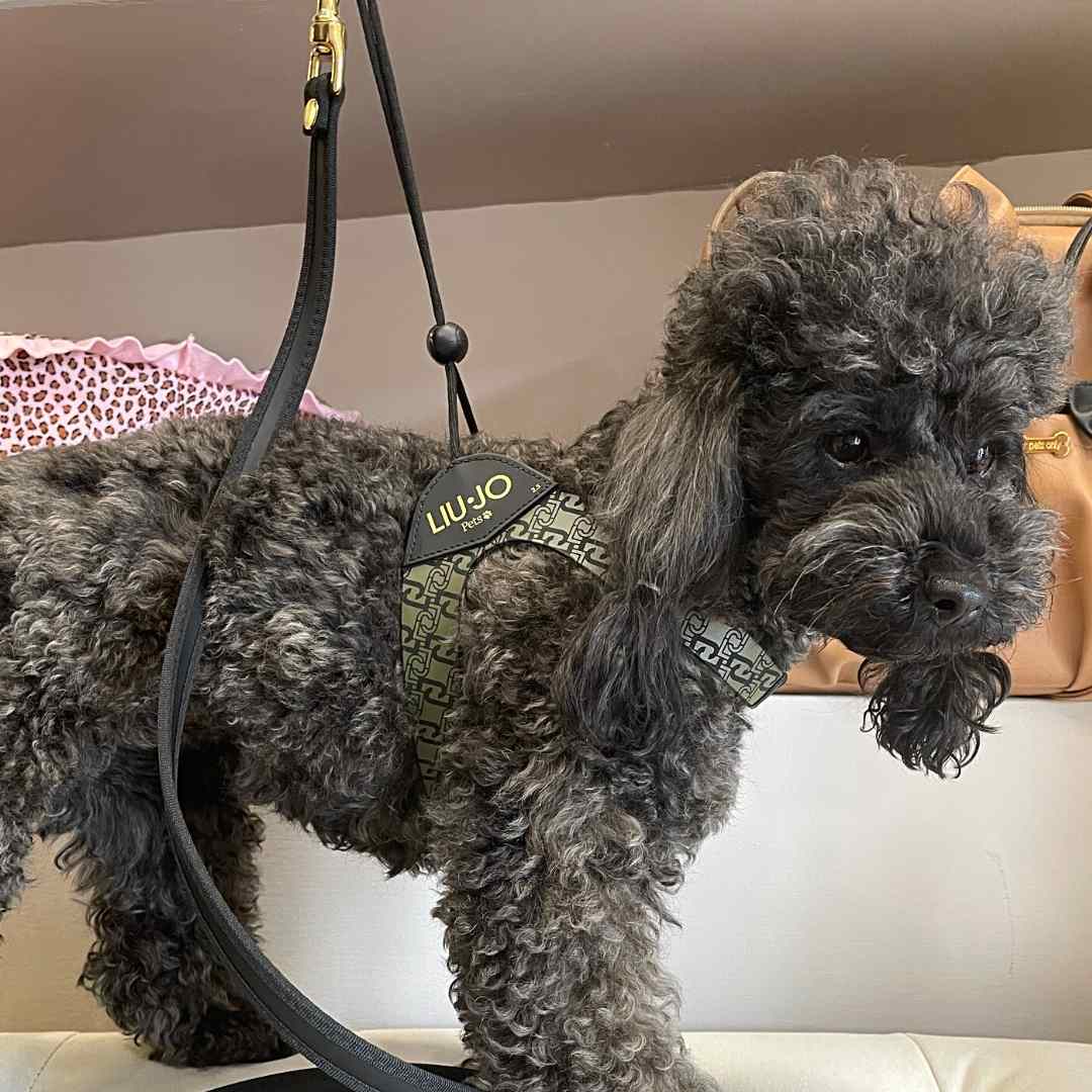 liu-jo-pets-pettorina-monogram-forest-nero-barboncino