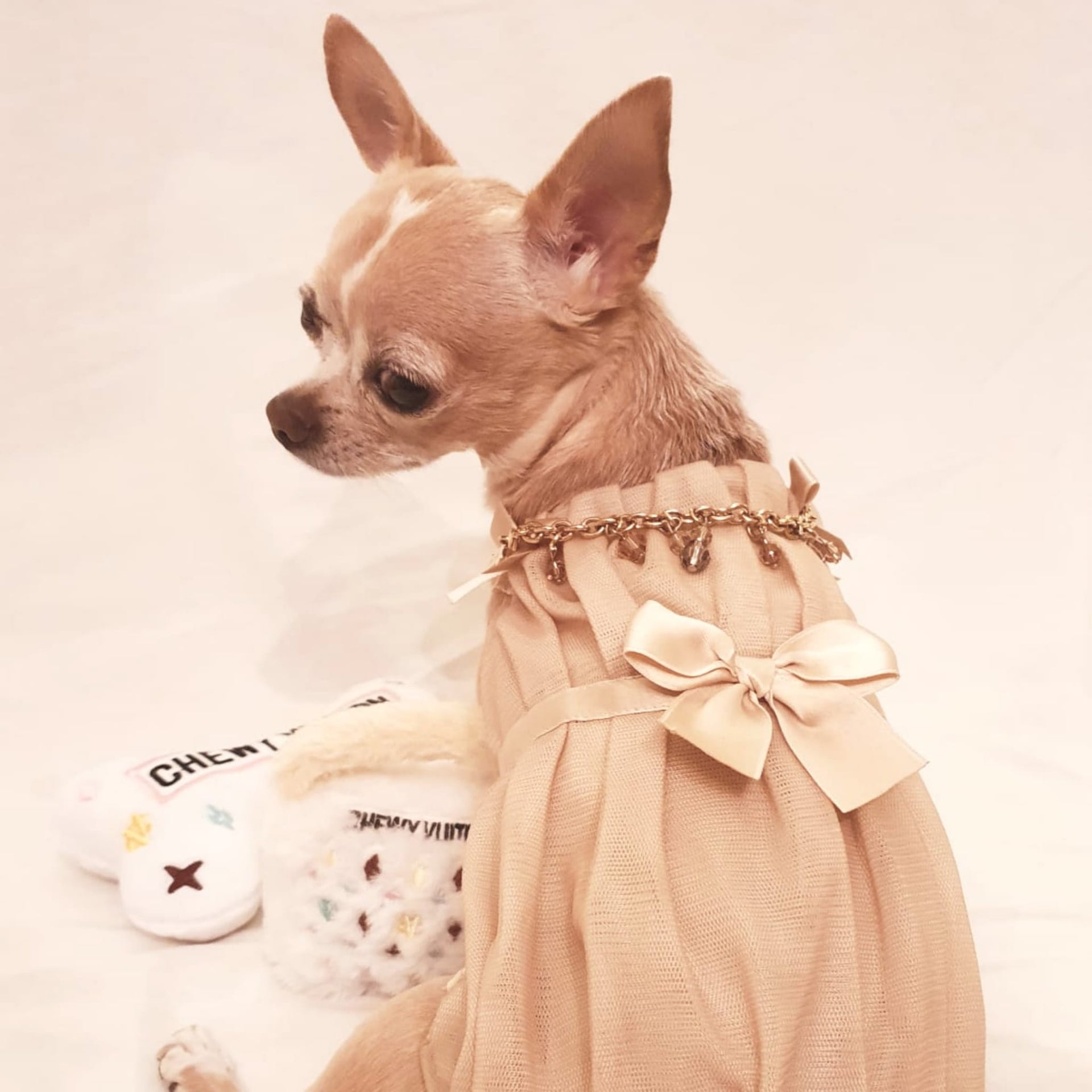 Chihuahua: caratteristiche, carattere, salute – A.Mici\u0026Co Boutique, image size:1920x1920
