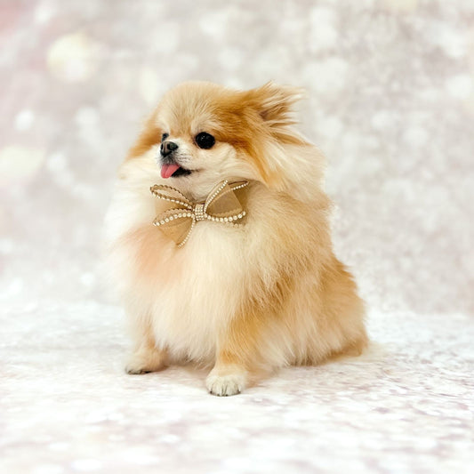 For Pets Only Perfection in a Bow Collar Camel