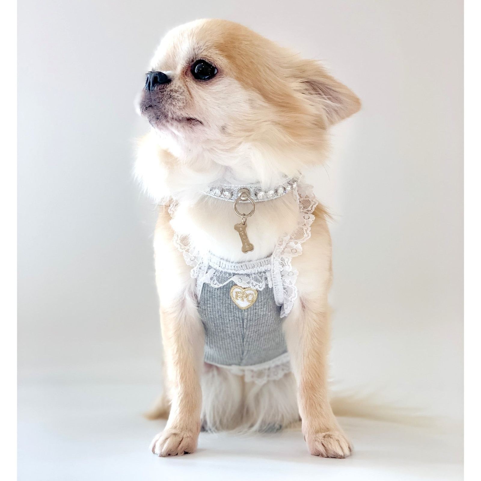 Chihuahua diamond outlet collar