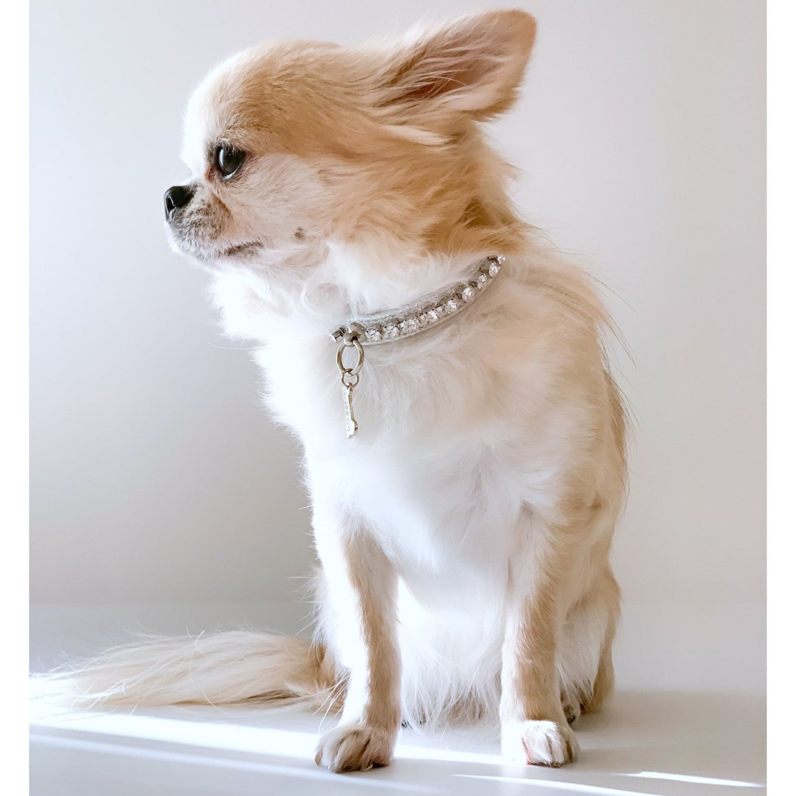 Chihuahua 2025 diamond collar