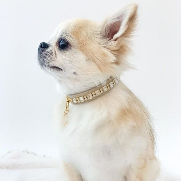 forpetsonly-collare-per-cani-zircon-gem-collar