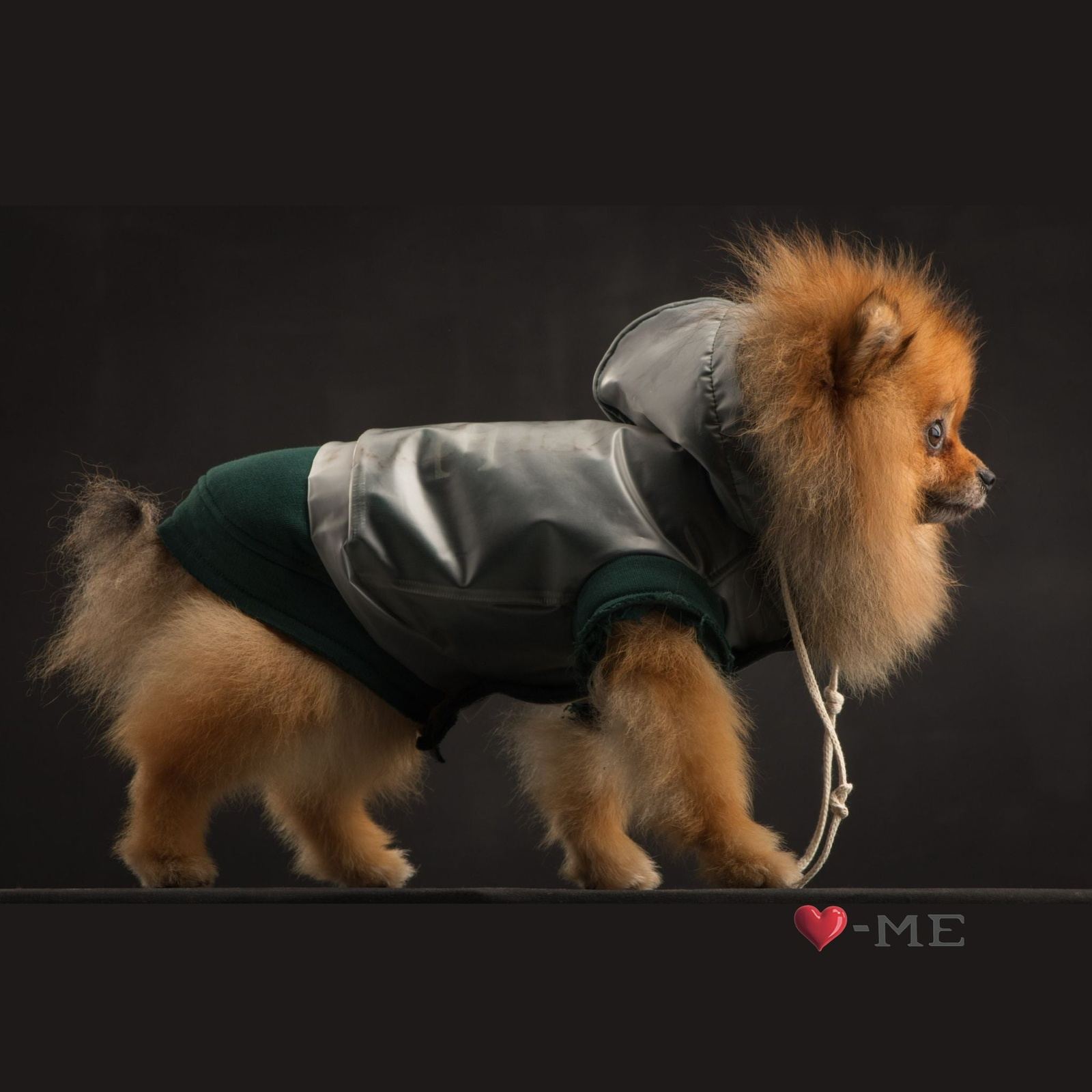 Pomeranian raincoat hotsell